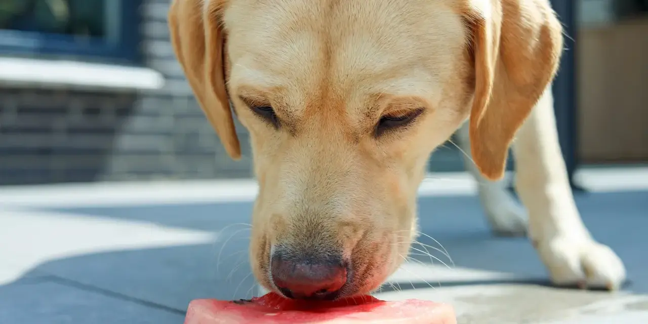 Labrador z zaciekawieniem wącha kawałek arbuza. Czy pies może jeść arbuza? Tak, w umiarkowanych ilościach, bez pestek i skórki.