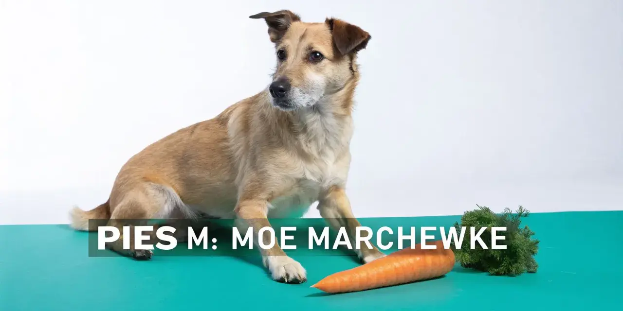 Pies Moe zastanawia się, czy pies może jeść marchew. Obok leży pomarańczowa marchewka.