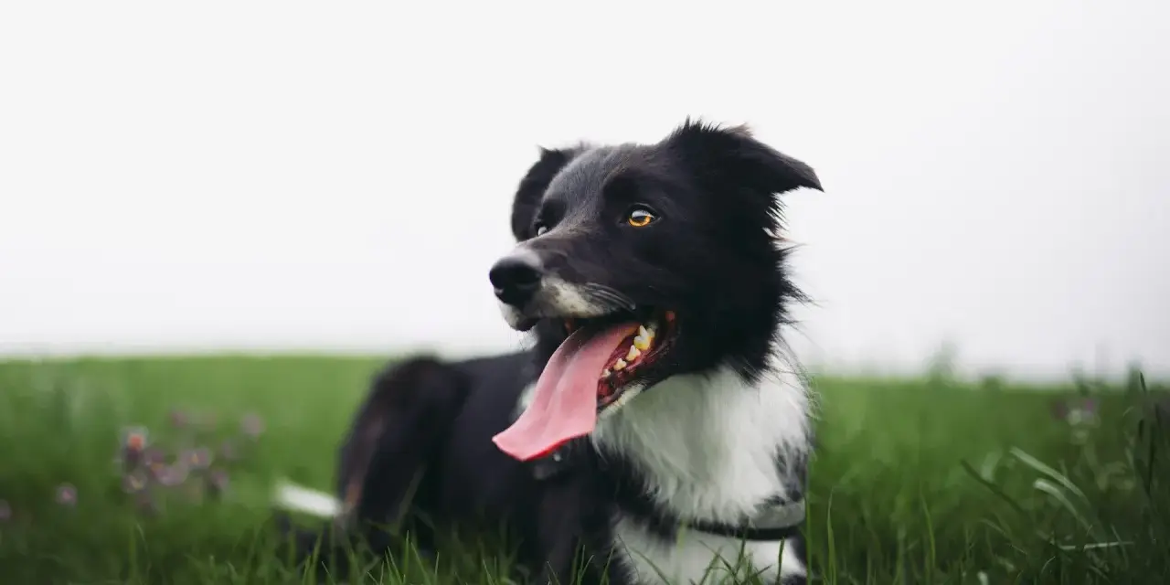 Czarny pies rasy border collie, z językiem na wierzchu, leży na zielonej trawie. Ten zespol przedsionkowy pies wygląda na szczęśliwego.