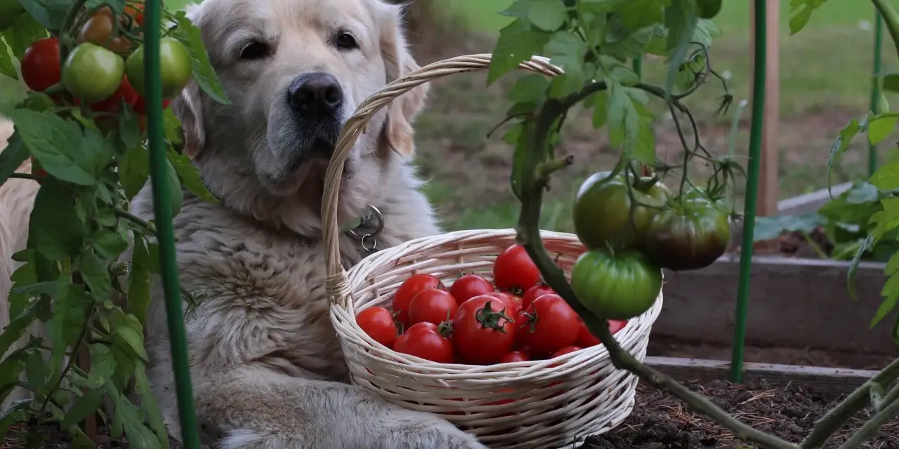 Złoty retriever z koszykiem pomidorów. Czy pies może jeść pomidory? Ten słodki piesek pilnuje zbiorów.