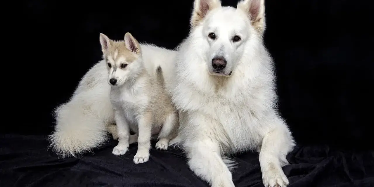 Duży biały pies i szczeniak husky, przyszły pies tropiący, siedzą na czarnym tle.