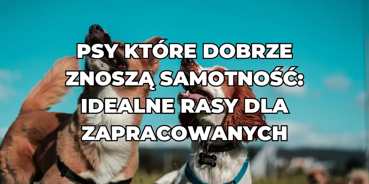 Dwa psy na tle błękitnego nieba. Napis: "PSY KTÓRE DOBRZE ZNOSZĄ SAMOTNOŚĆ: IDEALNE RASY DLA ZAPRACCOWANYCH".