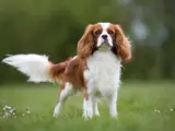 Elegancki spaniel king, z puszystym ogonem i łagodnym spojrzeniem, dumnie prezentuje się na zielonej łące.