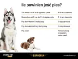 Ile powinien jeść pies? Tabela podpowiada, jak często karmić szczenięta i dorosłe psy różnych ras, a także chore.
