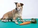 Pies Moe zastanawia się, czy pies może jeść marchew. Obok leży pomarańczowa marchewka.