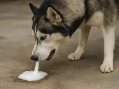 Husky pies wymiotuje wodą, tworząc pianę na ziemi.