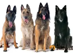 Cztery owczarki belgijskie: malinois, laekenois, tervueren i groenendael, siedzą obok siebie, dysząc z językami na wierzchu.