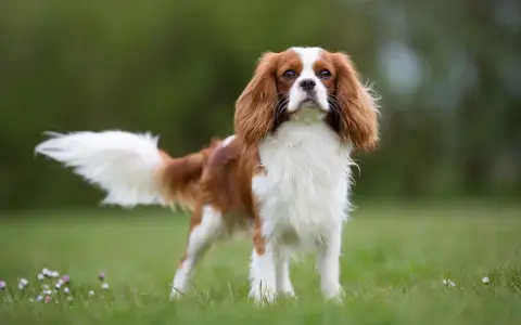 Elegancki spaniel king, z puszystym ogonem i łagodnym spojrzeniem, dumnie prezentuje się na zielonej łące.