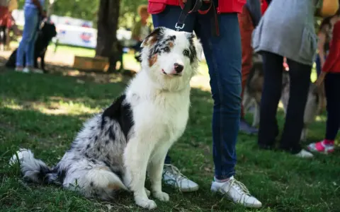 Pies z pięknym umaszczeniem merle siedzi na trawie, obok ludzkich nóg.