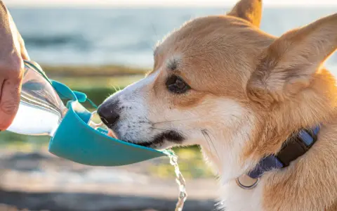 Corgi pije wodę z podróżnej miski. Czy pies może pić wodę mineralną? Zależy od jej składu, ale zwykła woda jest najlepsza.