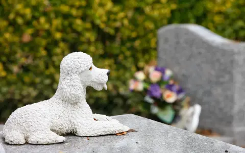 Biała figurka pudla leży na kamiennym nagrobku. W tle widać kwiaty i nagrobki, tworząc spokojny cmentarz dla psów.