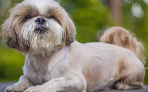 Uroczy piesek rasy shih tzu leży na drewnianym blacie, z puszystą sierścią i wesołym spojrzeniem.
