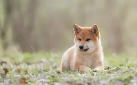 Uroczy szczeniak Shiba Inu, pies jak lis, leży na trawie wśród opadłych liści.