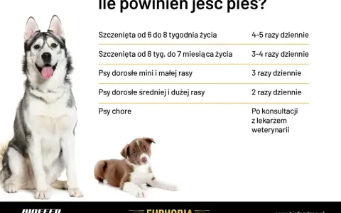 Ile powinien jeść pies? Tabela podpowiada, jak często karmić szczenięta i dorosłe psy różnych ras, a także chore.