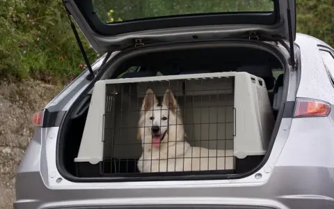 Biały pies rasy husky w klatce w bagażniku samochodu. Bezpieczny sposób, jak przewozić psa w samochodzie.