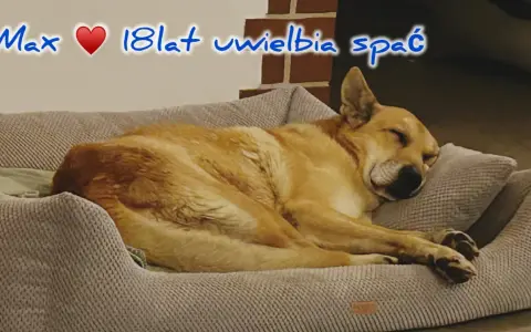 Max, 18-latek, śpi głęboko. Czy psy mają sny? Max na pewno odpoczywa, być może śni o gonieniu wiewiórek.