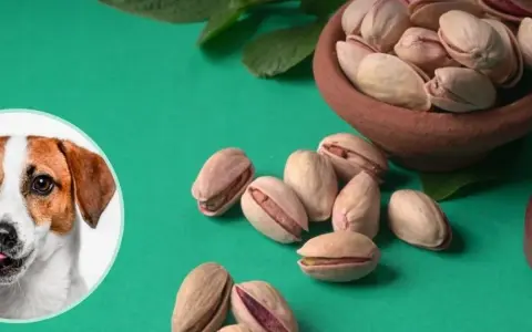 Czy pies może jeść pistacje? Na zdjęciu piesek i miseczka pełna pistacji.