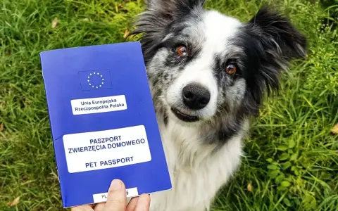 Paszport dla psa gotowy do podróży. Piesek czeka na przygodę!
