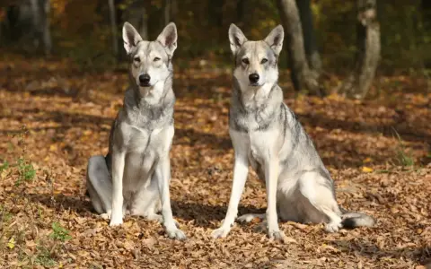 Dwa wilki, które wyglądają jak psy, siedzą na jesiennych liściach w lesie.