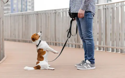 Piesek jack russell terrier na smyczy, w pozycji siedzącej, z łapkami uniesionymi do góry, jakby prosił o coś. Może to być objaw OCD u psa, gdy pies wykonuje powtarzalne czynności.
