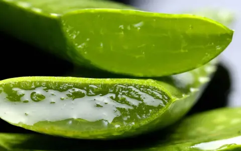 Przekrojony aloes, z którego wypływa żel. Czy aloes jest trujący? Zależy od części rośliny i sposobu użycia.