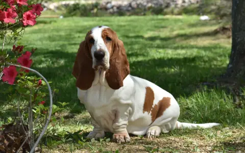 Uroczy basset hound siedzi na trawie obok krzewu z różowymi kwiatami.