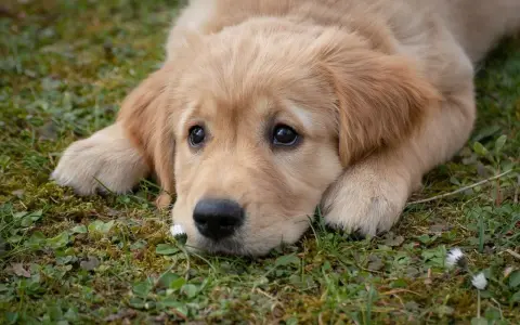 Słodki szczeniak golden retriever leży na trawie, marząc o przygodach. Idealny pies do towarzystwa.