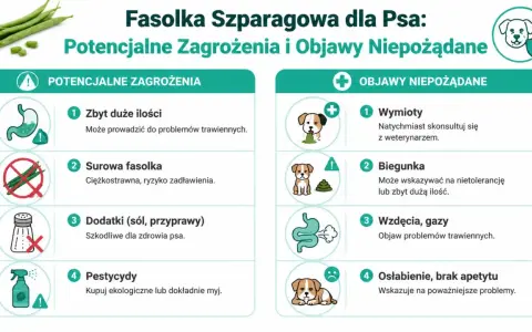 Czy pies może jeść fasolkę szparagową? Infografika ostrzega przed zagrożeniami: zbyt duża ilość, surowa fasolka, dodatki, pestycydy. Objawy: wymioty, biegunka, wzdęcia, osłabienie.
