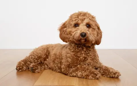 Uroczy, dorosły cavapoo o rudym, kręconym futrze leży na drewnianej podłodze, patrząc wprost na widza.