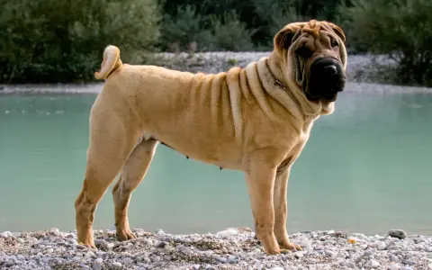 Pies rasy shar pei stoi na kamienistej plaży nad turkusową wodą. Jego charakterystyczne fałdy skóry są widoczne na pysku i grzbiecie.