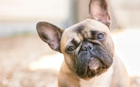 Uroczy francuski buldog z zaciekawieniem pochyla głowę, patrząc w obiektyw.