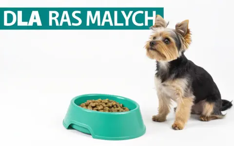 Mały piesek Yorkshire Terrier siedzi obok miski suchej karmy. Czy pies może jeść tylko suchą karmę?