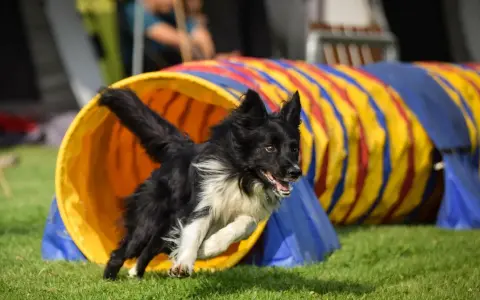 Czarny pies z białym kołnierzem wybiega z tunelu podczas treningu agility.