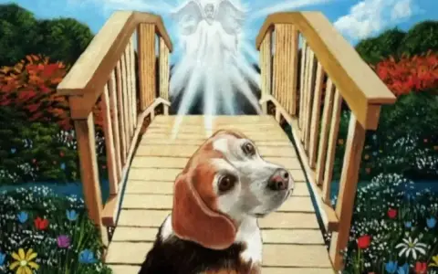 Pies beagle na moście tęczowym, idący w stronę anioła. Widać, że pies zdechł, ale czeka go lepsze życie.