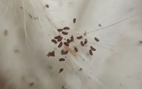 Makro zbliżenie na sierść psa z licznymi pasożytami. Czy pchły z psa mogą przejść na człowieka? Tak, niektóre gatunki pcheł mogą przenosić się na ludzi.