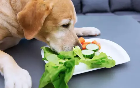 Labrador wącha talerz z sałatą, ogórkiem i marchewką, zastanawiając się, czy pies może jeść sałatę.
