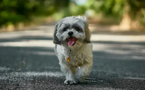 Szczęśliwy shih tzu na spacerze. Te urocze pieski żyją długo, często ponad 15 lat, ciesząc swoich właścicieli.
