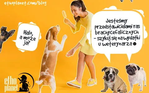 Uśmiechnięta kobieta z lodem na patyku, pies beagle skacze, a obok mały piesek i buldogi. To nie jest typowy cattle dog, ale wszystkie psy zasługują na opiekę.