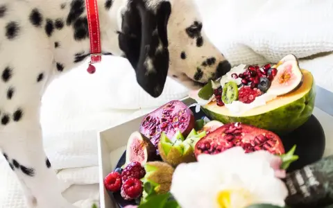 Dalmatyńczyk wącha tacę z owocami. Czy pies może jeść figi, kiwi, maliny, granaty? Niektórych owoców pies nie może jeść.