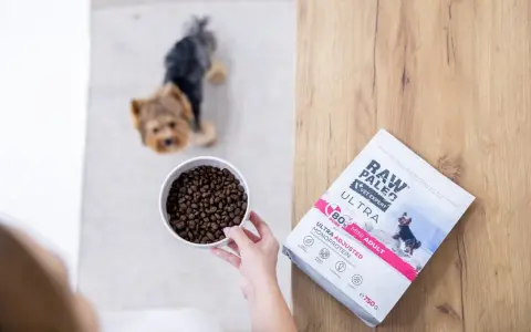 Yorkshire terrier czeka na miskę karmy Raw Paleo Vet Expert Ultra. Karma dla psów z jednym źródłem białka.