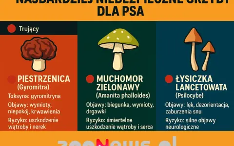 Czy pies może jeść grzyby? Nie! Trujące piestrzenice, muchomory zielonawe i łysiczki lancetowate są śmiertelnie niebezpieczne dla psów.
