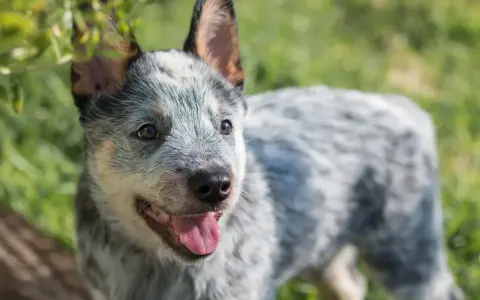 Uroczy szczeniak blue heeler z językiem na wierzchu, cieszący się słońcem na zielonej trawie.