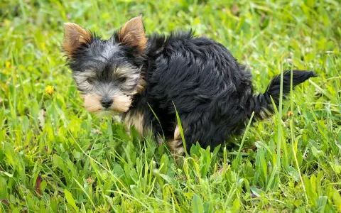 Mały, kudłaty piesek Yorkshire Terrier w trawie robi żółtą kupę.