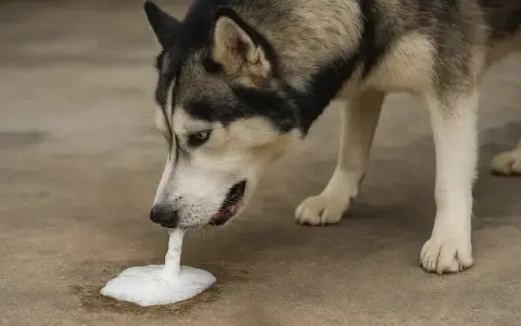 Husky pies wymiotuje wodą, tworząc pianę na ziemi.