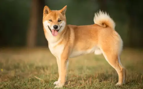 Uśmiechnięty shiba pies stoi na trawie, z ogonem zakręconym w charakterystyczny sposób.