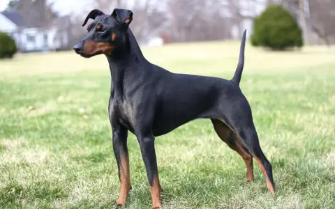 Elegancki manchester terrier o lśniącym, czarnym futrze i rudych znaczeniach, stoi na zielonej trawie, gotowy do zabawy.