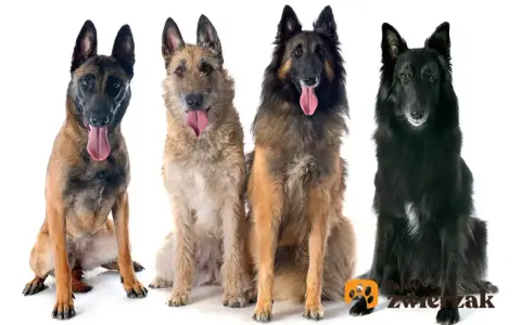 Cztery owczarki belgijskie: malinois, laekenois, tervueren i groenendael, siedzą obok siebie, dysząc z językami na wierzchu.
