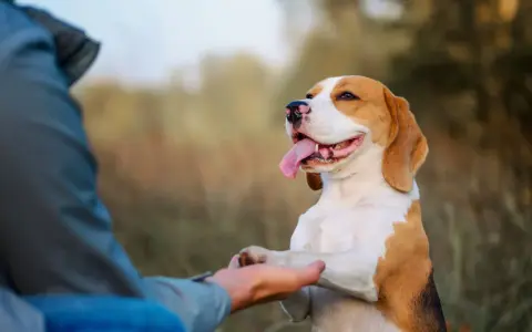 Beagle podaje łapę człowiekowi. To świetny przykład, jak nauczyć psa podawać łapę, gdy jest szczęśliwy i dumny.