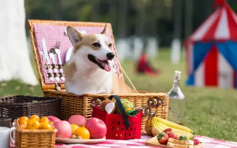 Radosny corgi w wiklinowym koszu piknikowym, otoczony owocami i zabawkami. Idealny dzień psa na świeżym powietrzu!