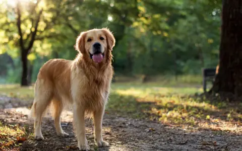 Golden retriever charakter: radosny pies w parku, z językiem na wierzchu, cieszący się słońcem.